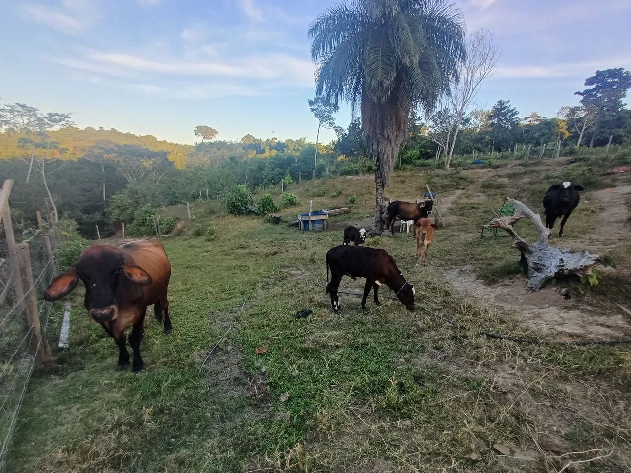 VENDO VACAS LEITEIRAS COM BEZERRO NO PE  - Foto 4