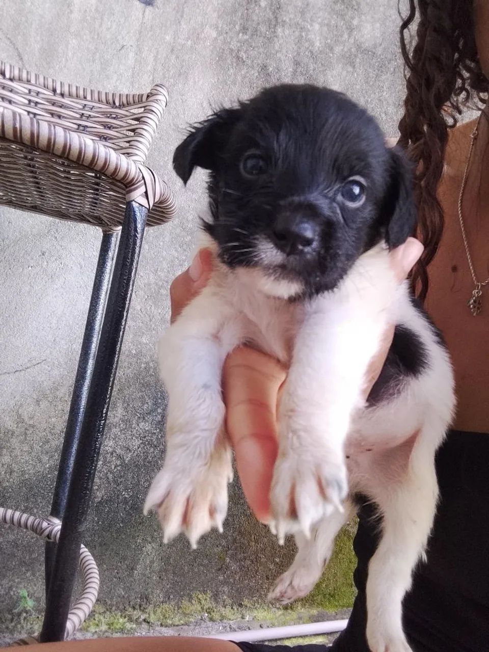 Cachorrinho pra adoção responsável  - Foto 2