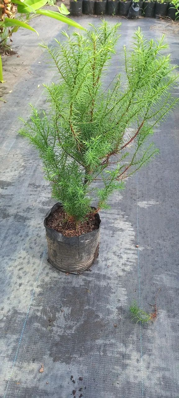 Linda planta 
