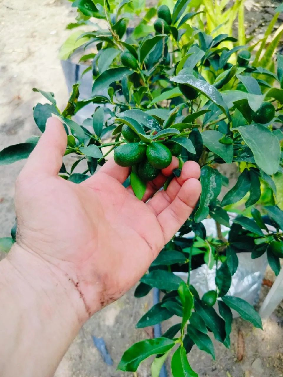 Mudas de limão e laranja kinkan já produzindo 