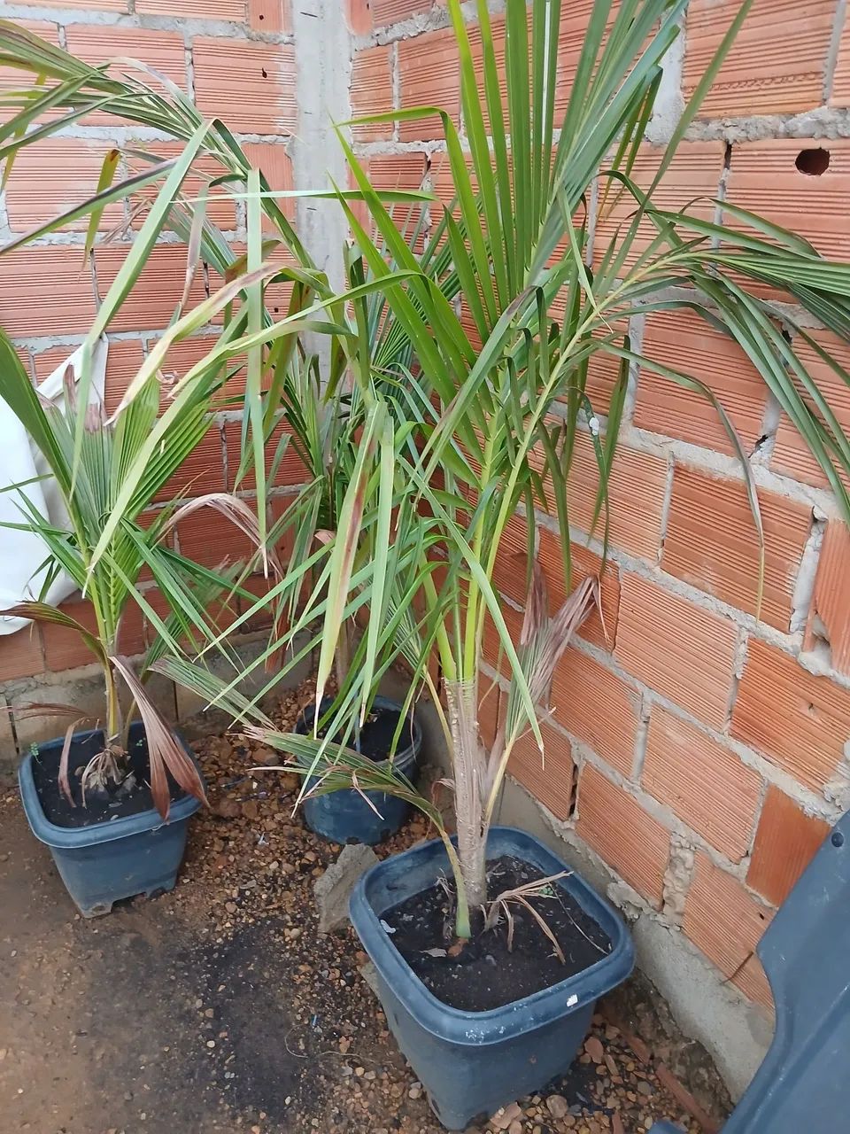 Vendo muda de coco anão  - Foto 3