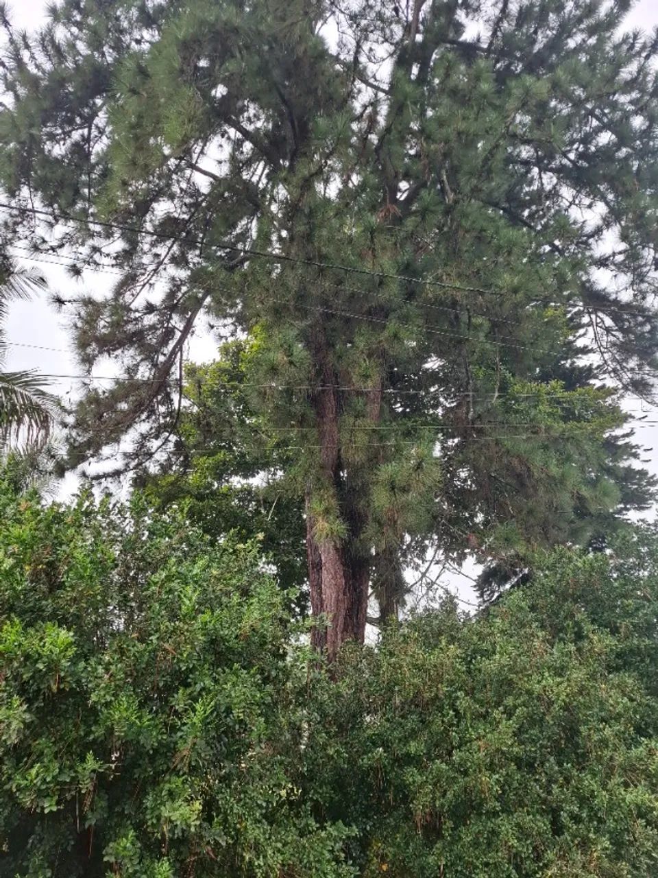 Troncos de Diversas Madeiras - Foto 5