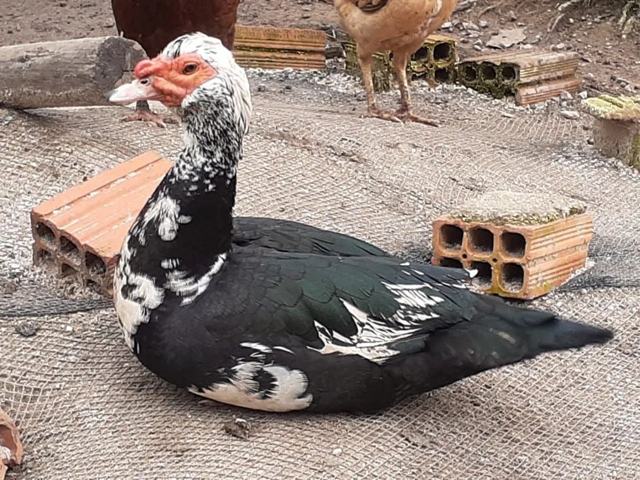 Patos Gigantes  - Foto 5