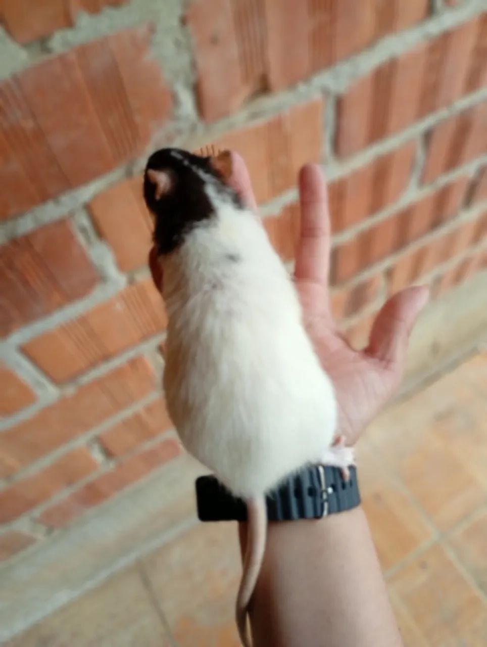 Troco 