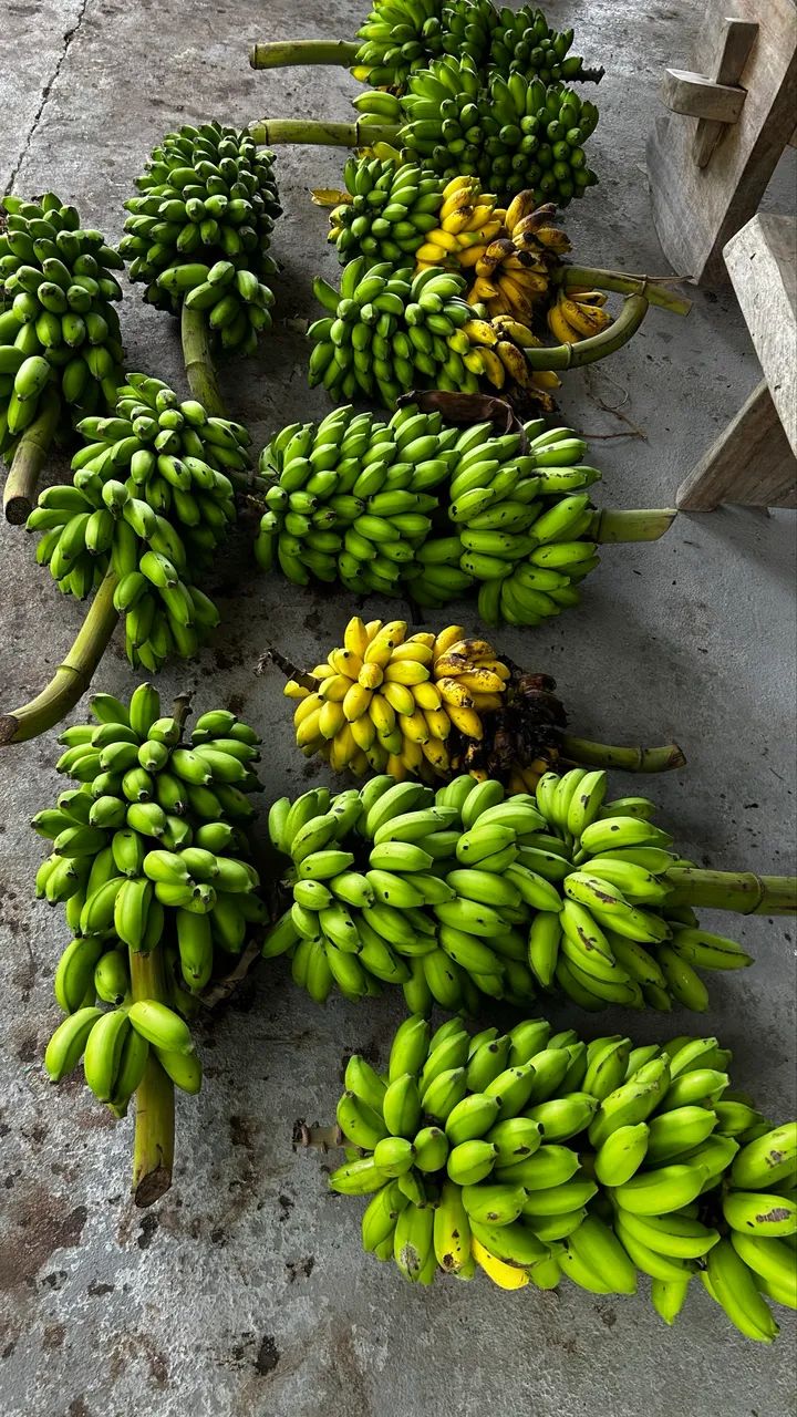 Vendo bananas maçã e pacova  - Foto 2