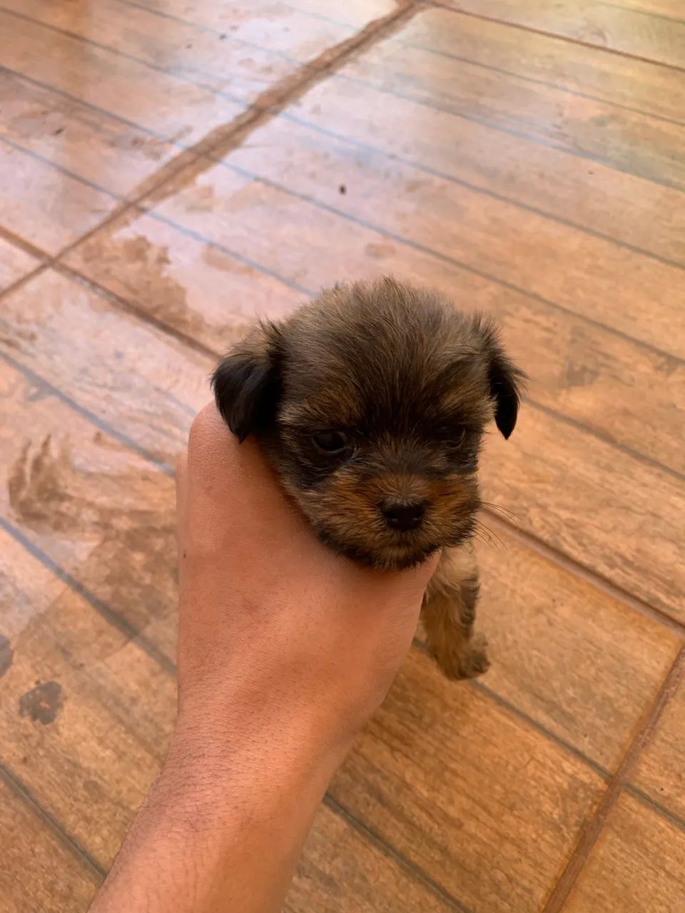 Shih Tzu - Foto 5
