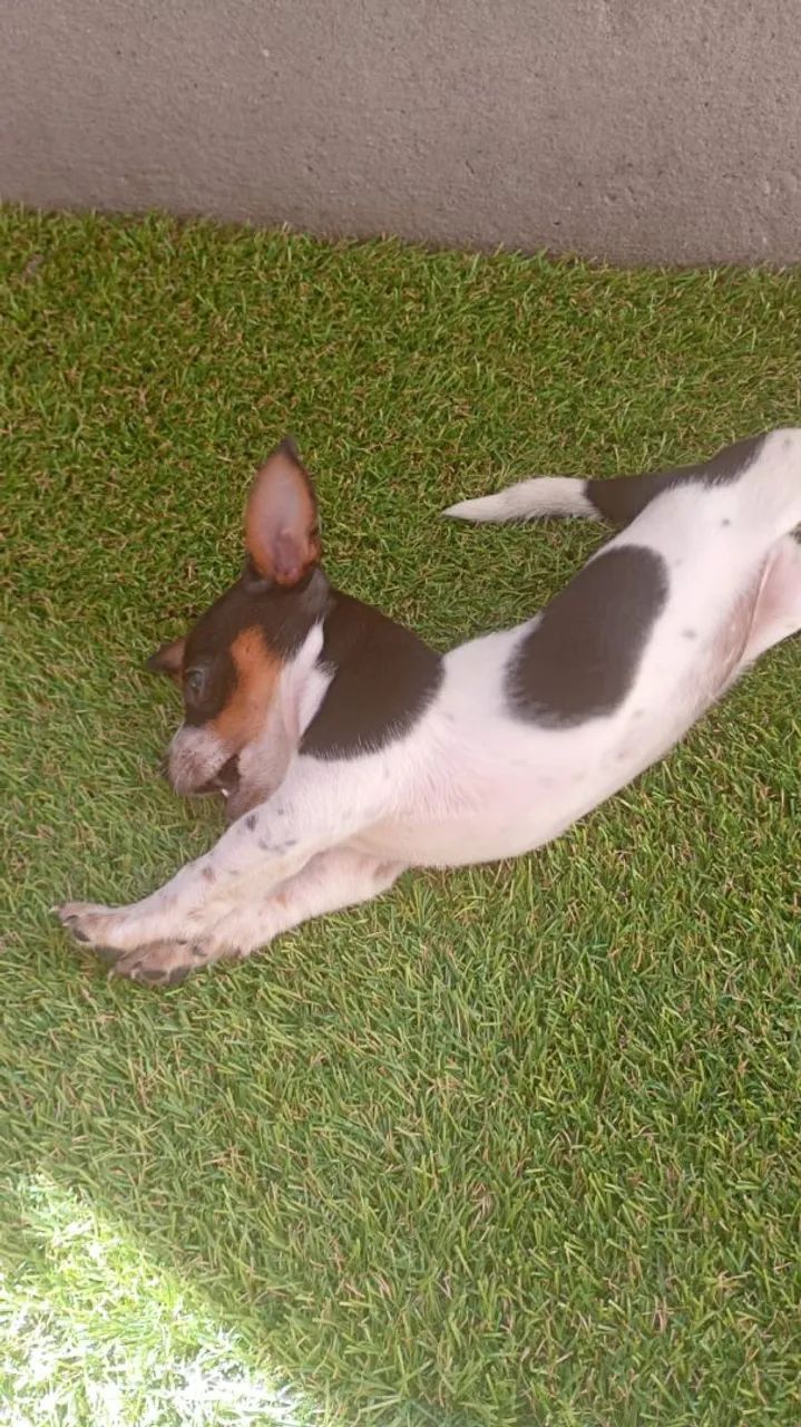 Pinscher filhote 