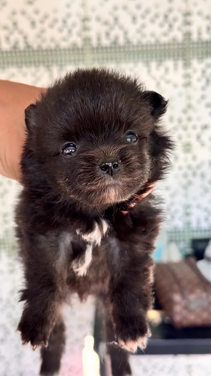 Cachorro - Foto 2