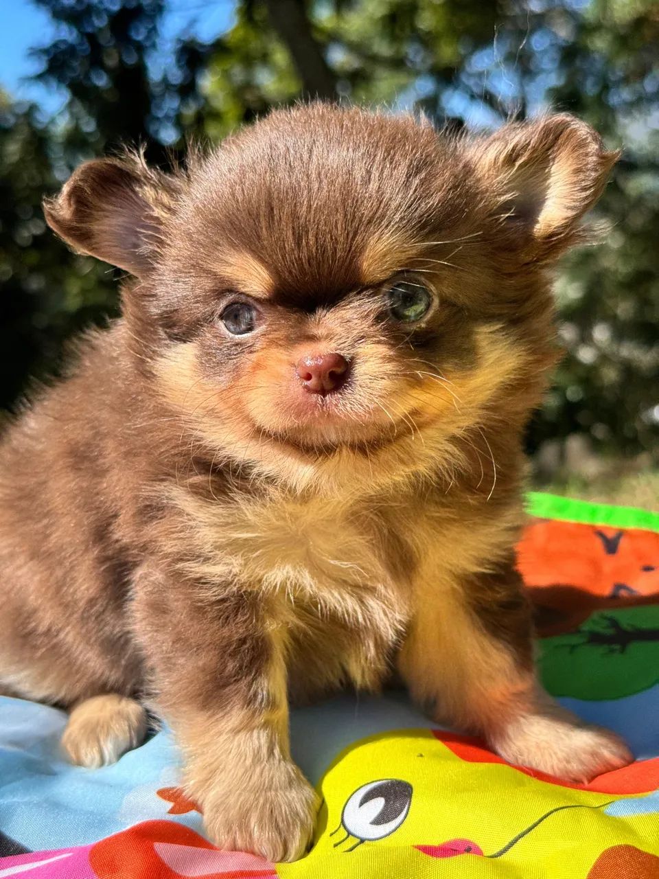 chihuahua 