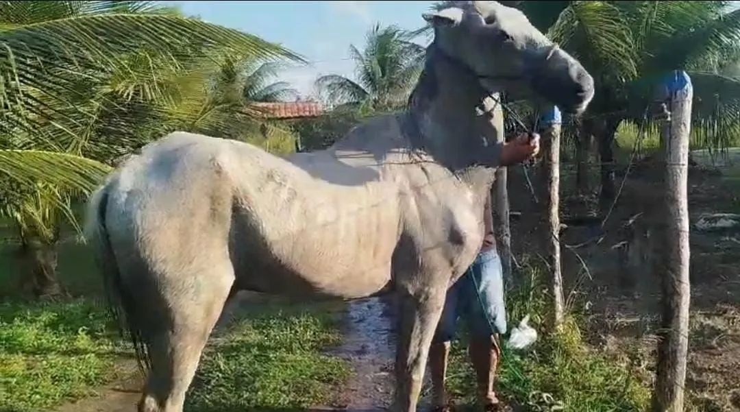 Cavalos - Foto 4