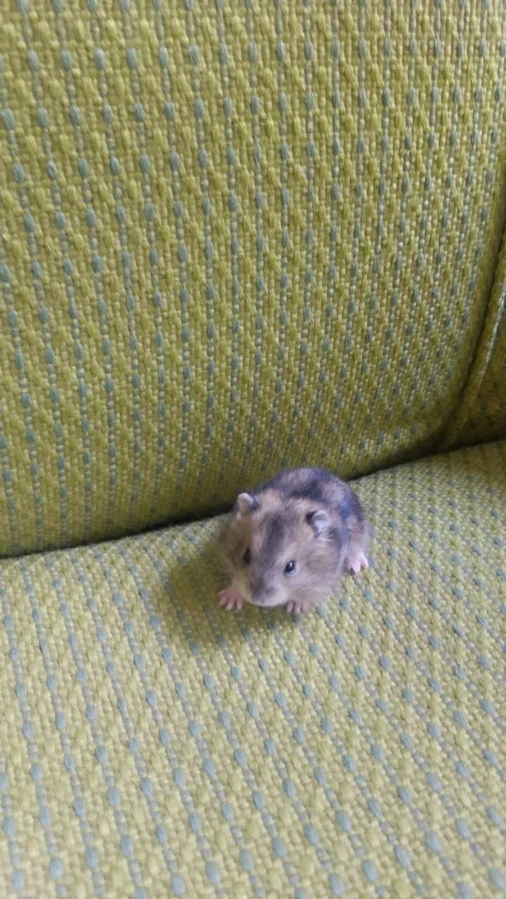 Hamster  - Foto 3