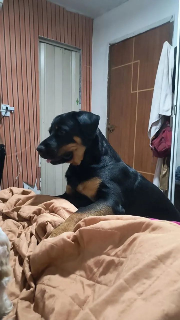 A procura de uma namorada  - Foto 2