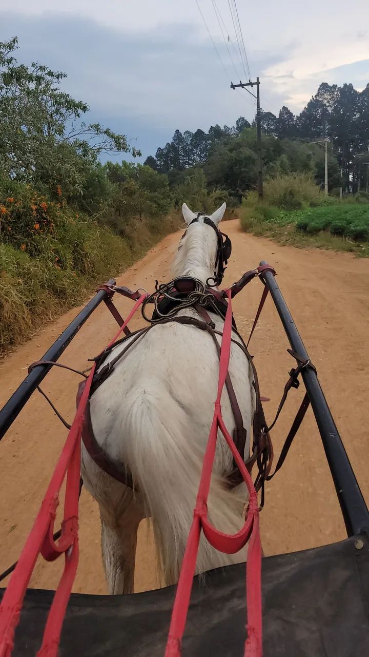Egua com charrete completa - Foto 2