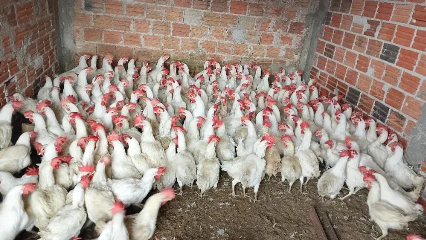 Galinha - Foto 2