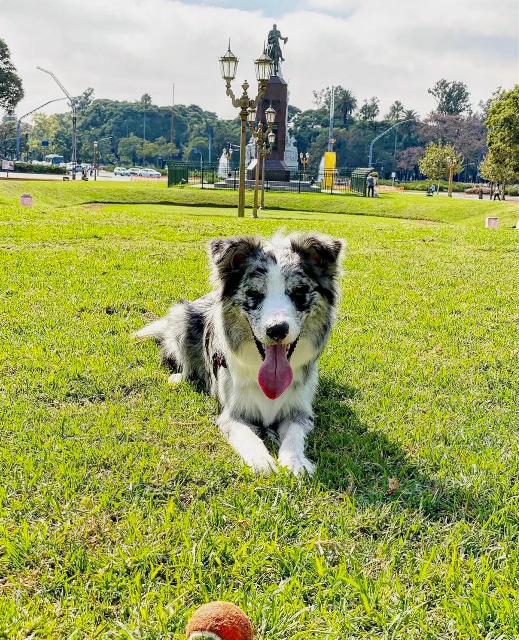 Doação Responsável - Border Collie - Foto 4