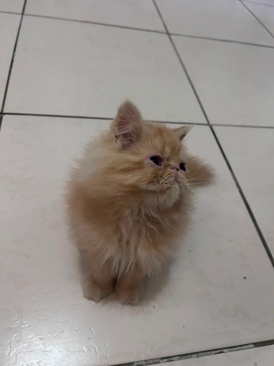 Gato persa (macho) - Foto 2