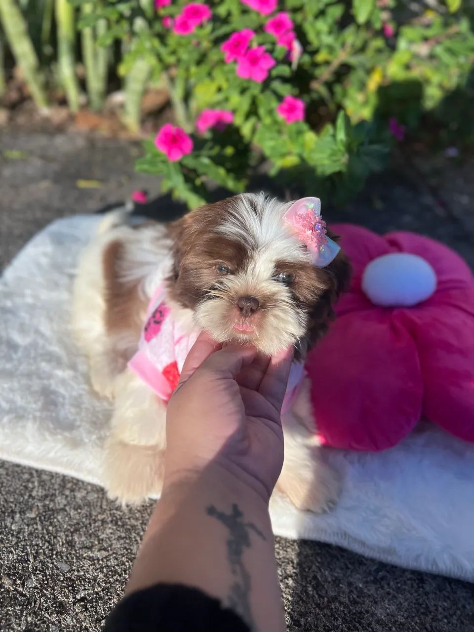 Filhotes shihtzu 