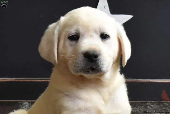 Labrador dócil - perfeito companheiro