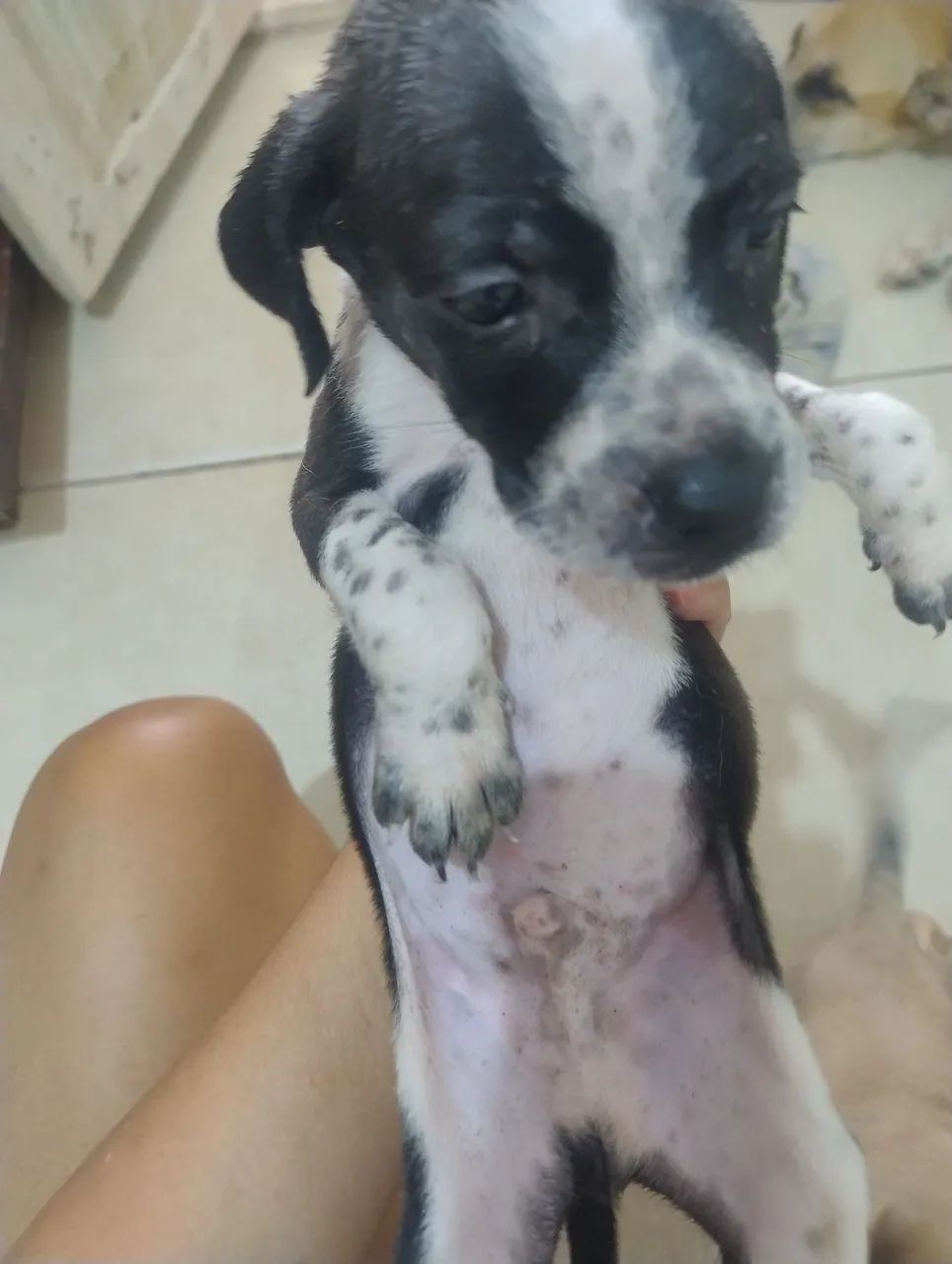 Cachorro  - Foto 2