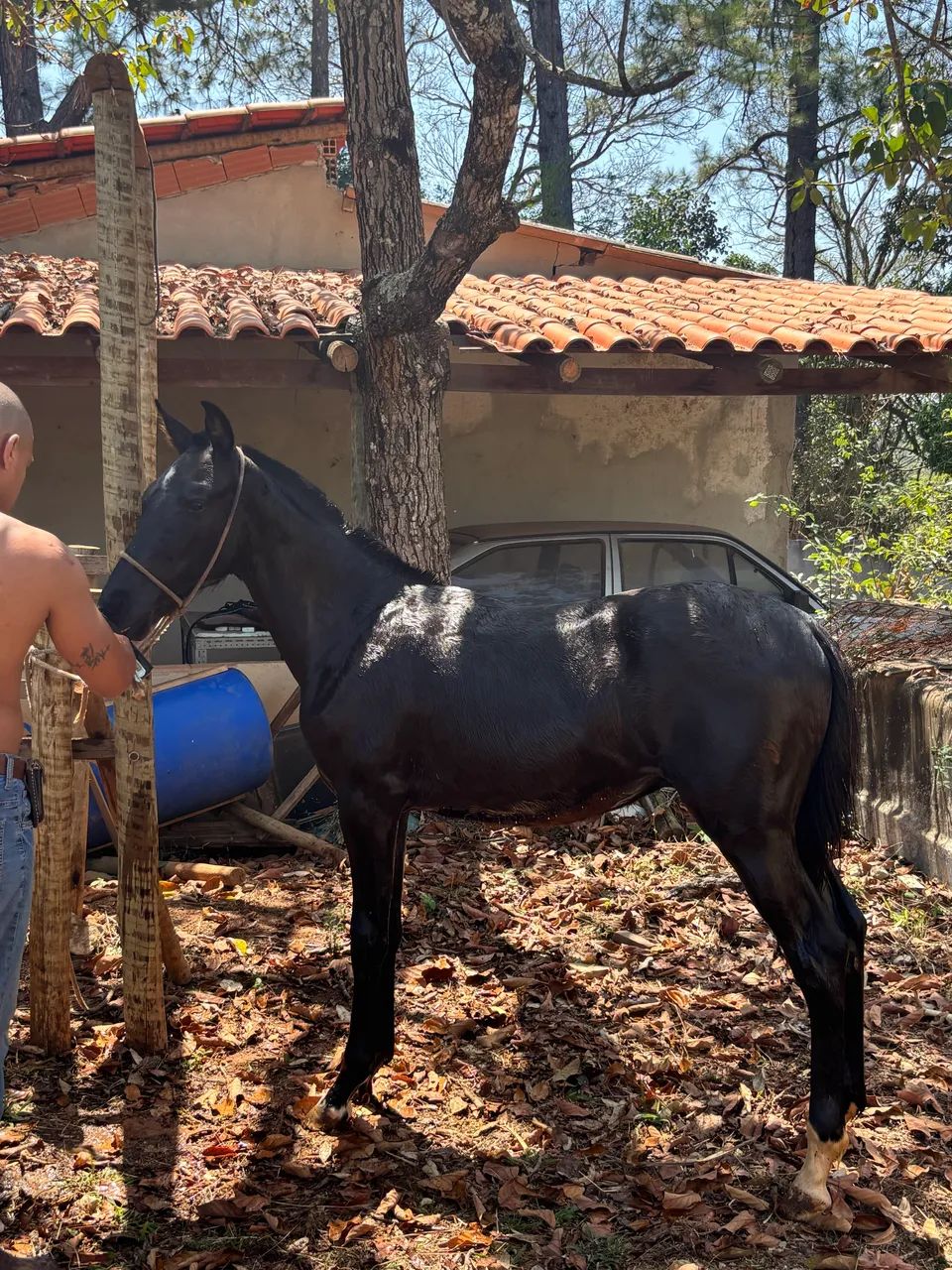 Potro mangalarga 1 ano  - Foto 5