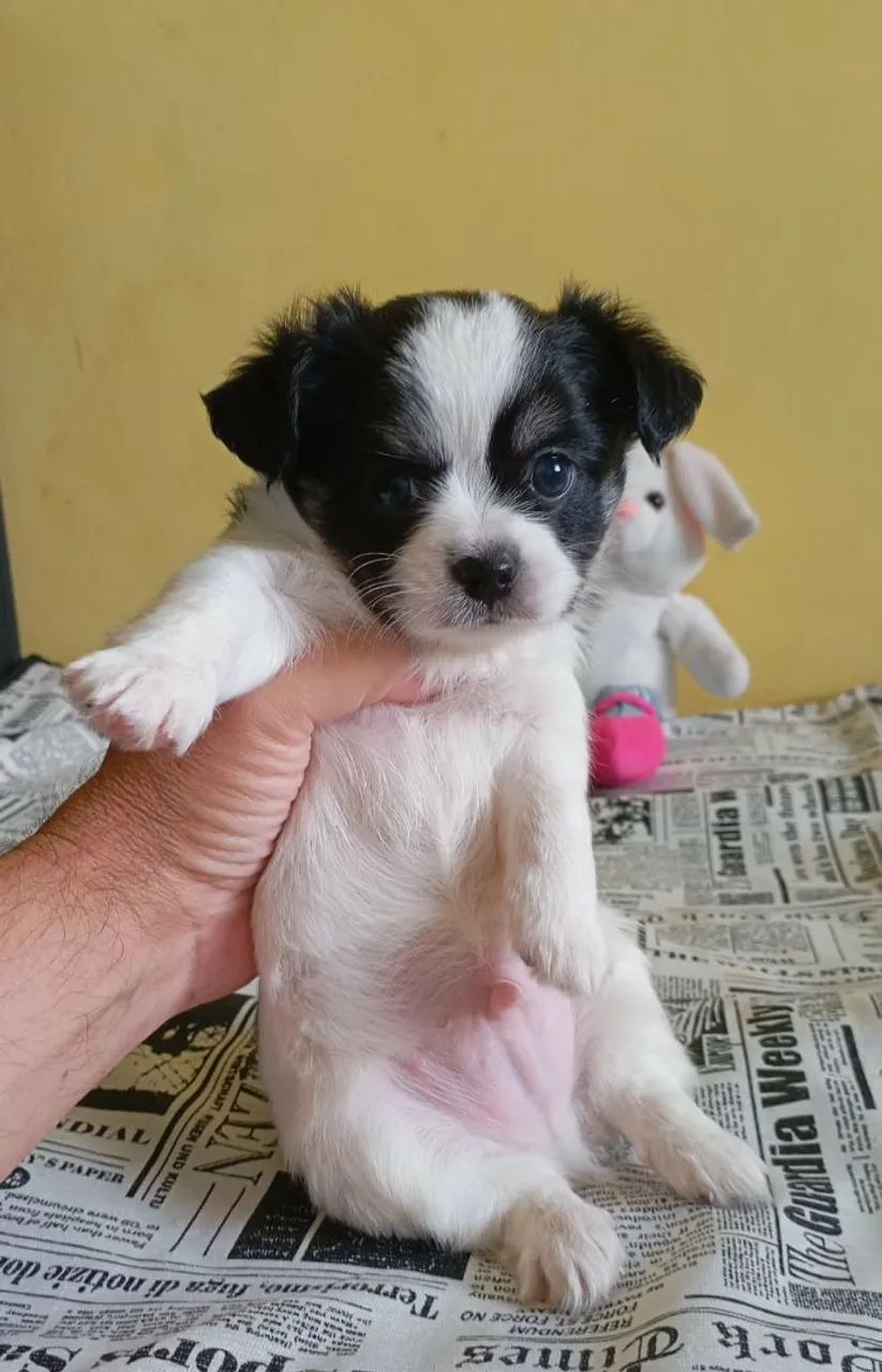 Chihuahua  - Foto 2