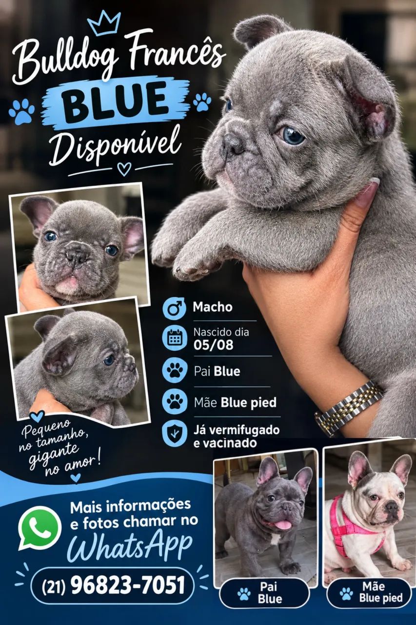 Bulldog francês 
