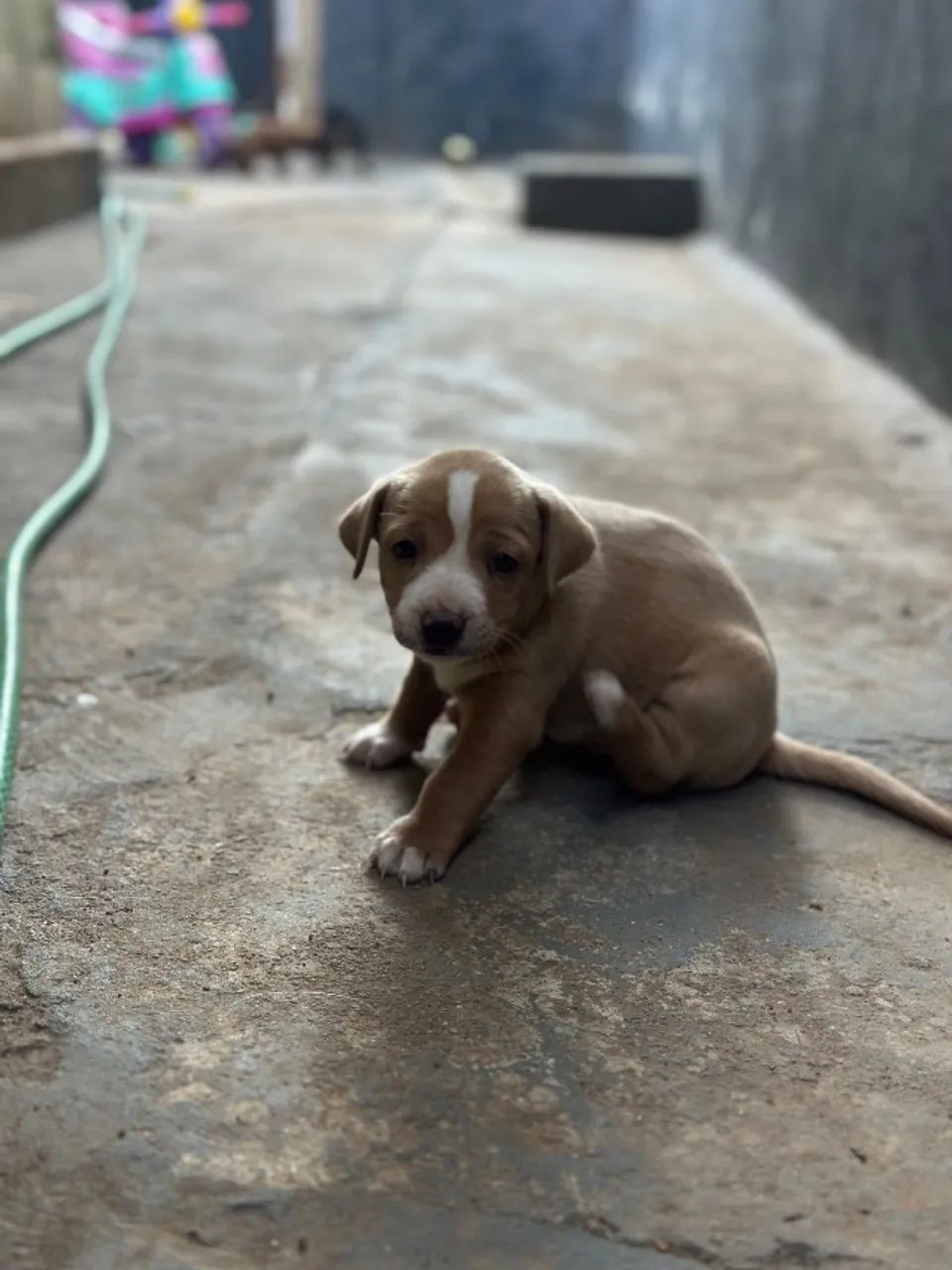 Adoção filhotes de cachorro 