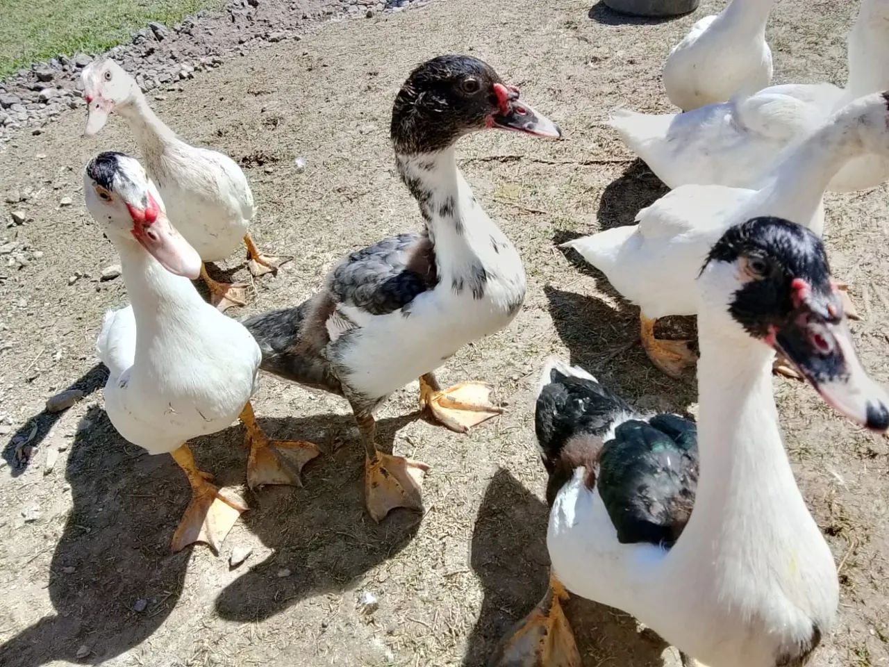 Pato - Foto 3