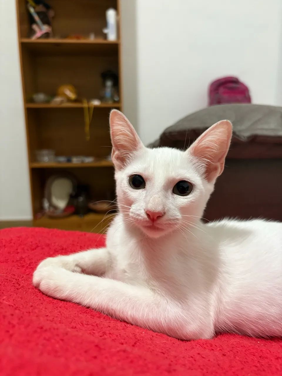 Gata para adotar - Foto 3