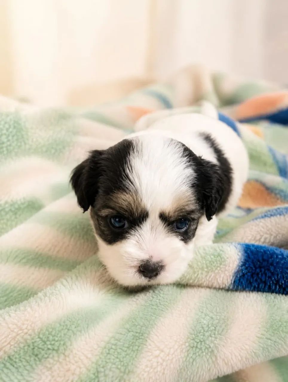 Filhote Lhasa Apso macho 