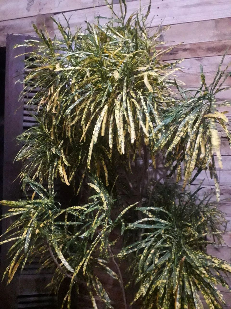 Croton - Foto 4