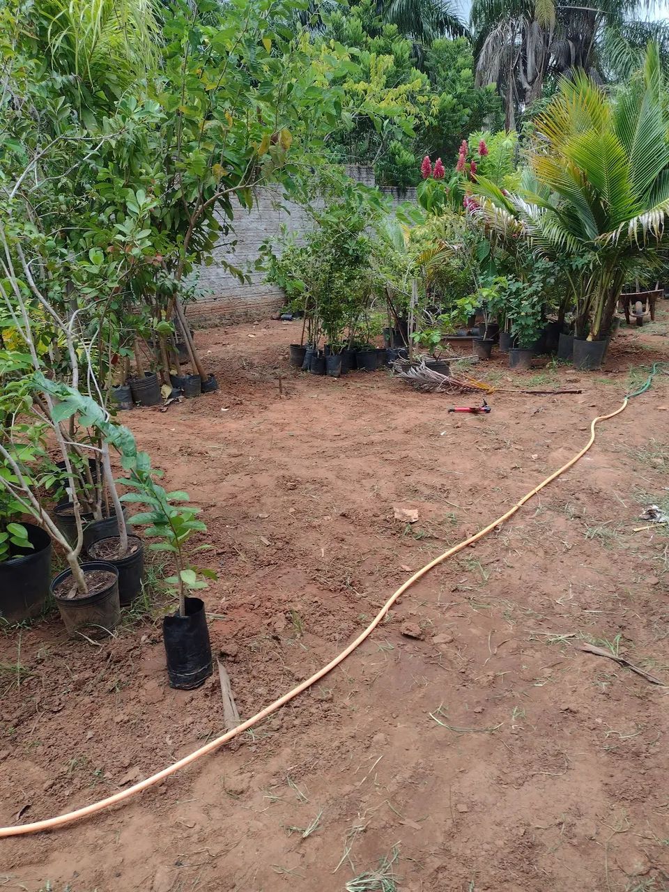 Lote terreno Quitado em Herculândia 242² metros quadrados  - Foto 4