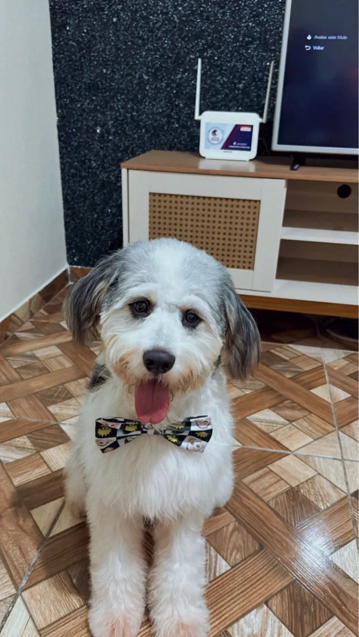 Adoção cachorro macho - Foto 2