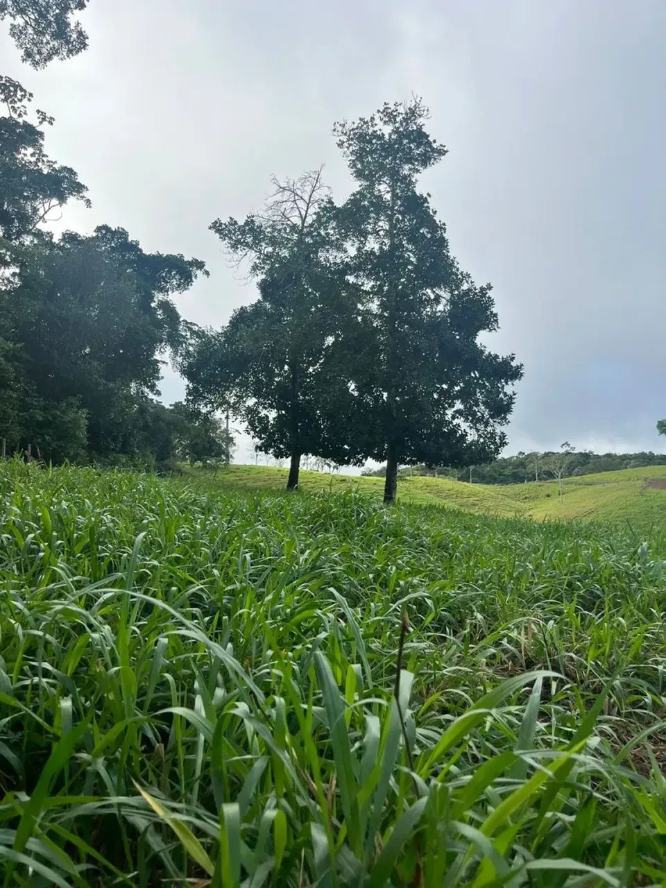 FAZENDA DE PECUÁRIA E CACAU - Foto 4