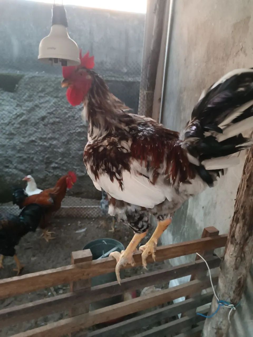 Galo gsb puro branco 