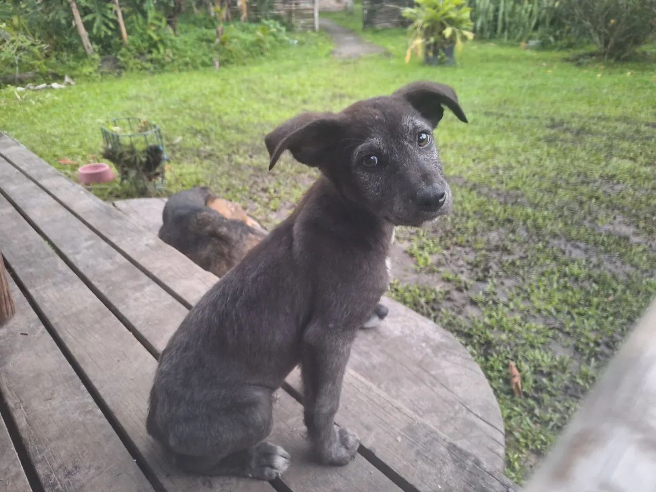 Cachorrinho