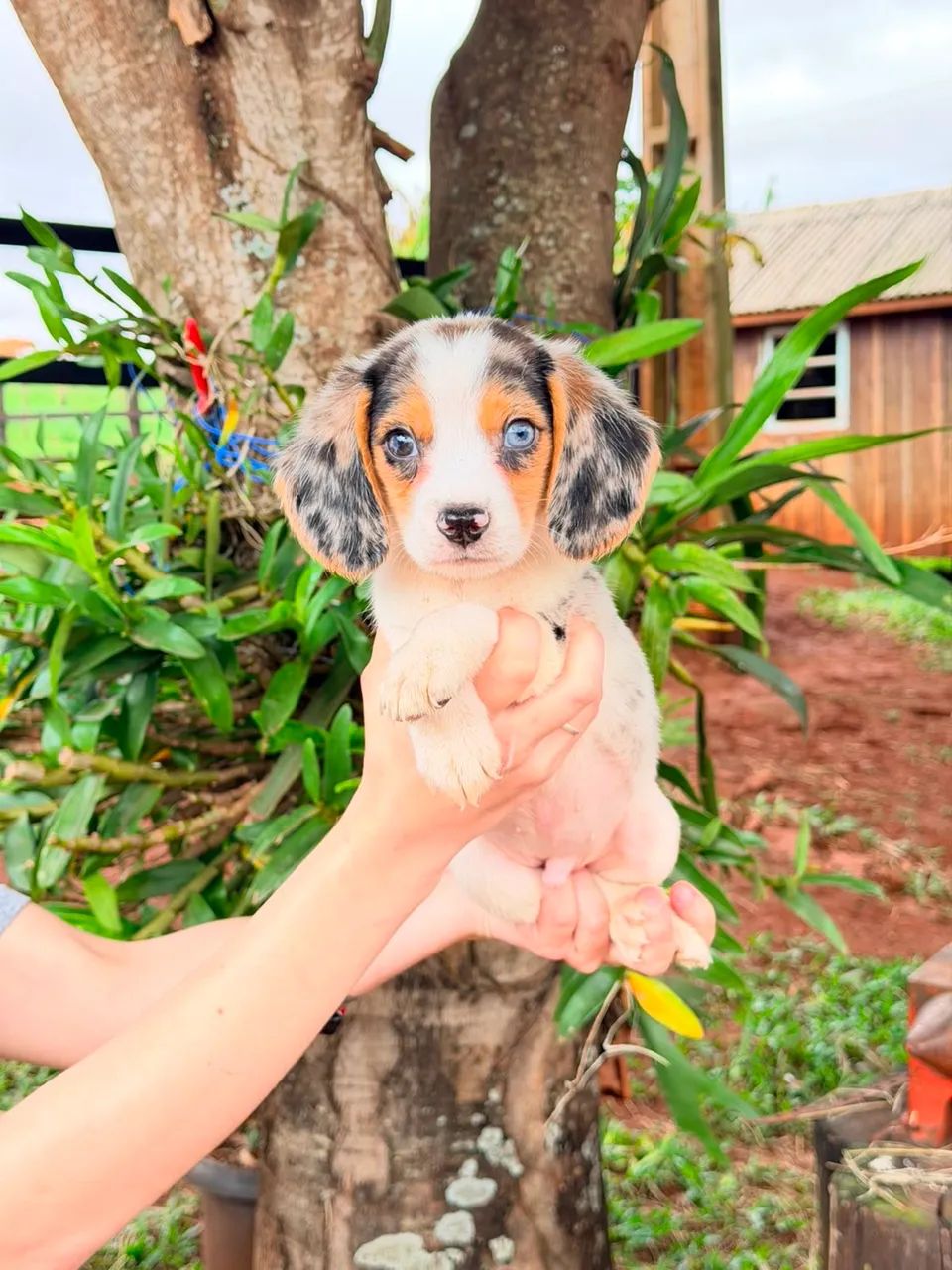 Filhote de Beagle  - Foto 2
