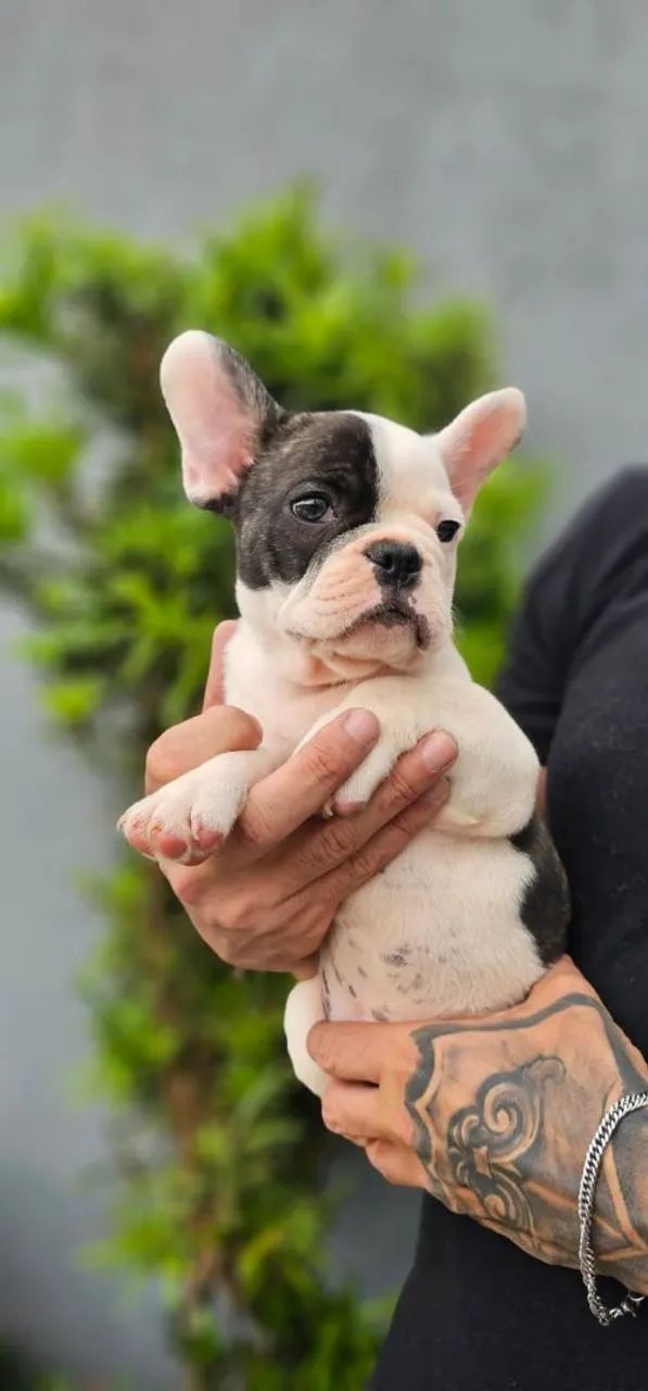 Bebês Buldogue Francês 