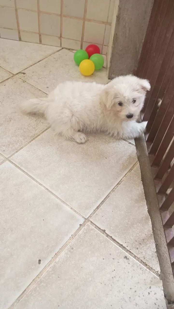 Maltês com Spitz - Foto 4