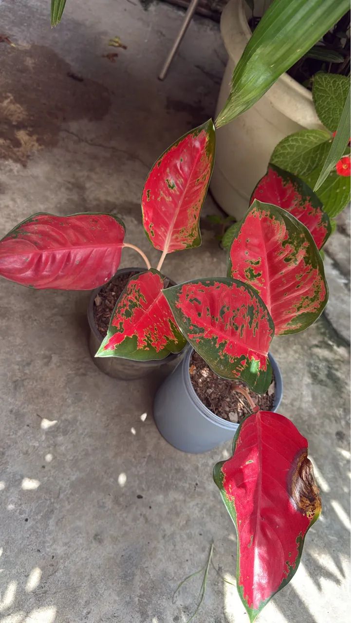 Plantas - Foto 2