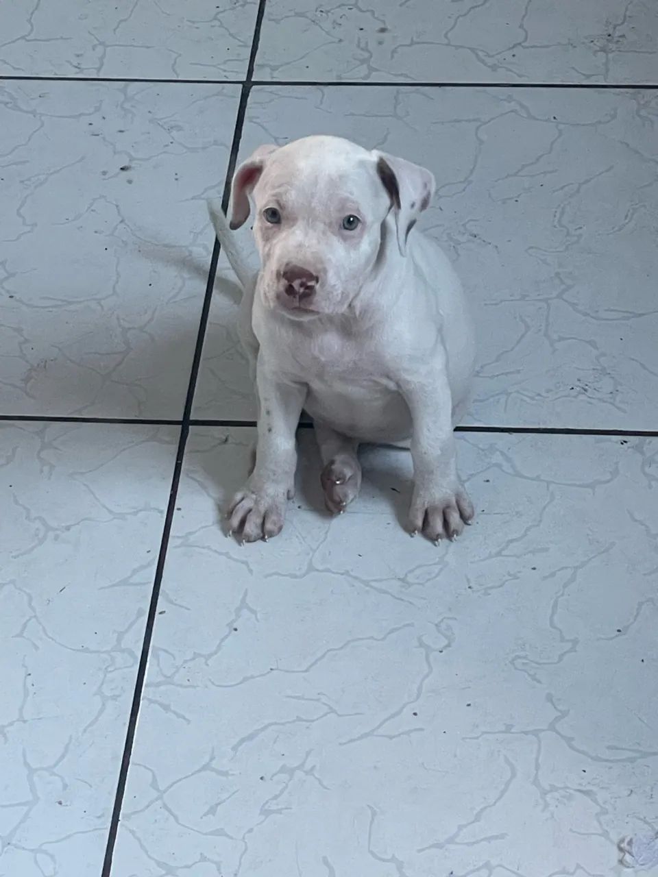 Cachorro - Foto 2