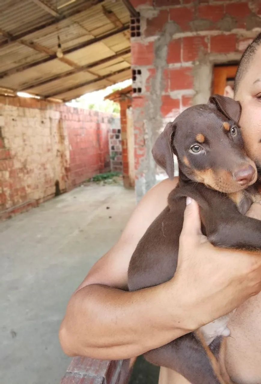 Doberman - um maxo e uma fêmea  - Foto 4