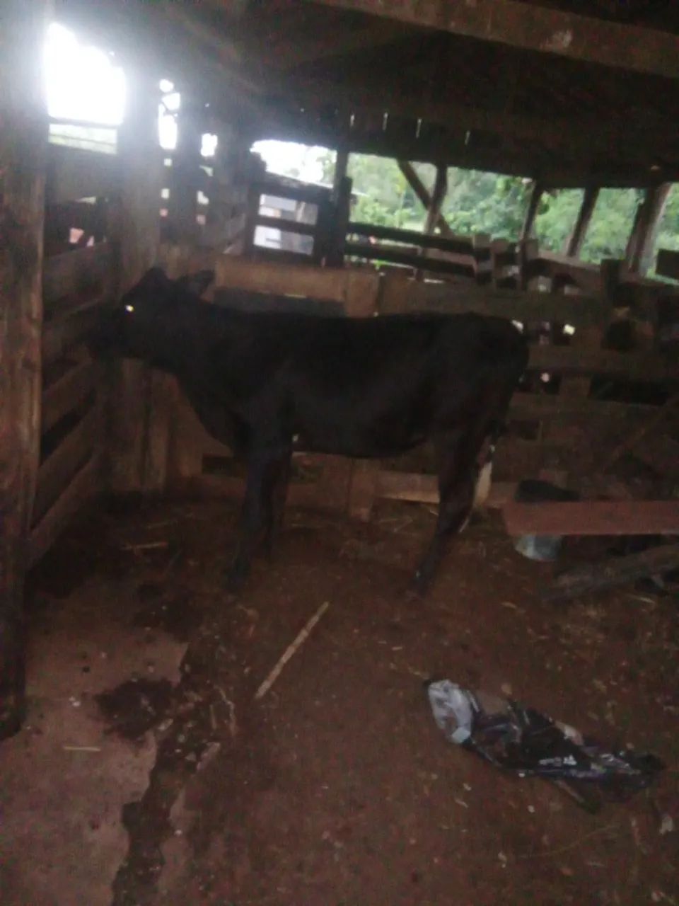 Vende se novilha  - Foto 2