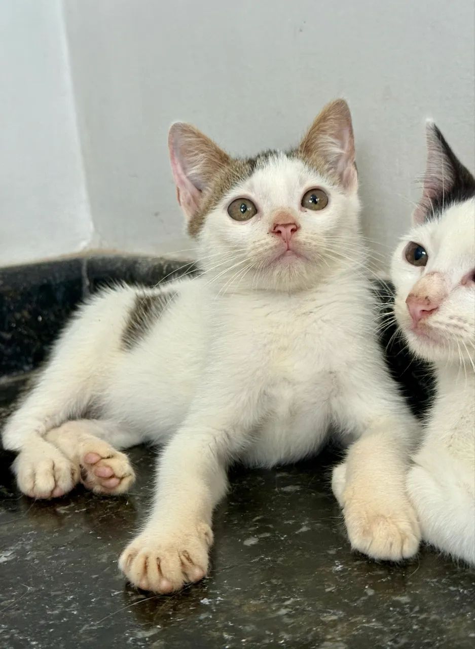 Gato gatinho filhote tigrado castrado para adoção 