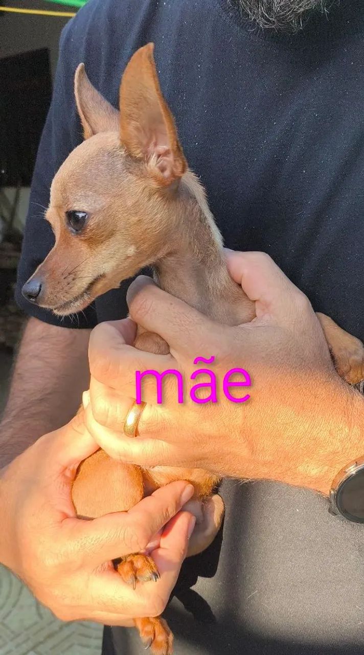 Pincher zero machinho - Foto 4