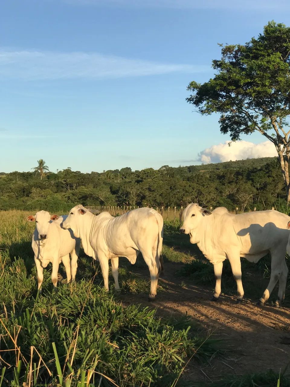 Gado a venda  - Foto 3