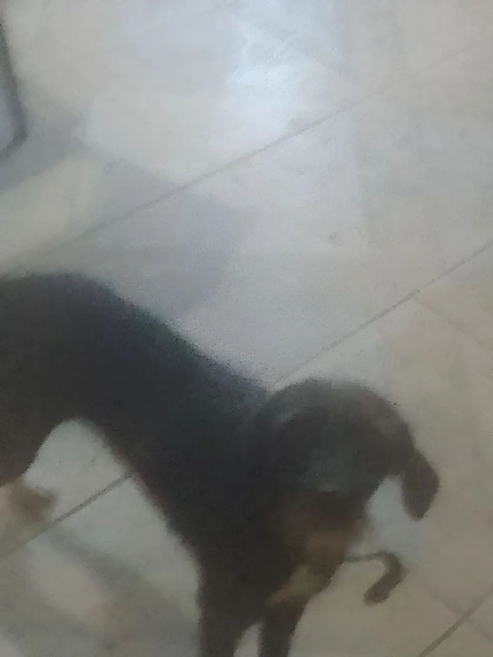 Doa se lindos cachorros  - Foto 2
