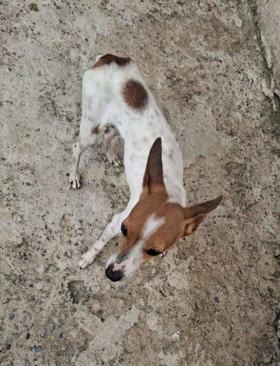 Cachorro