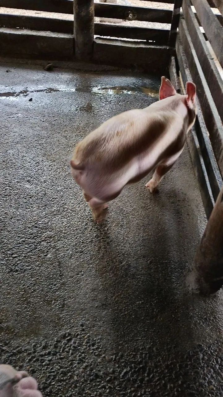 Porco - Foto 4