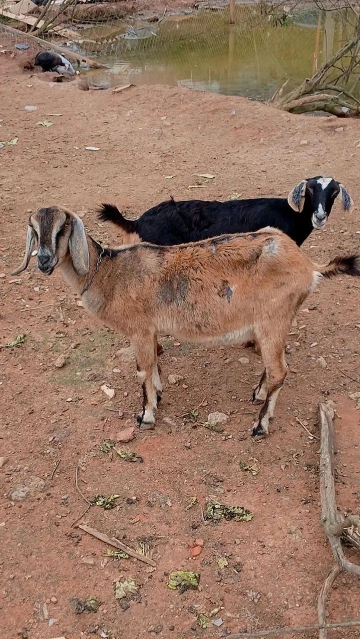 Cabrito bode e cabra  - Foto 3